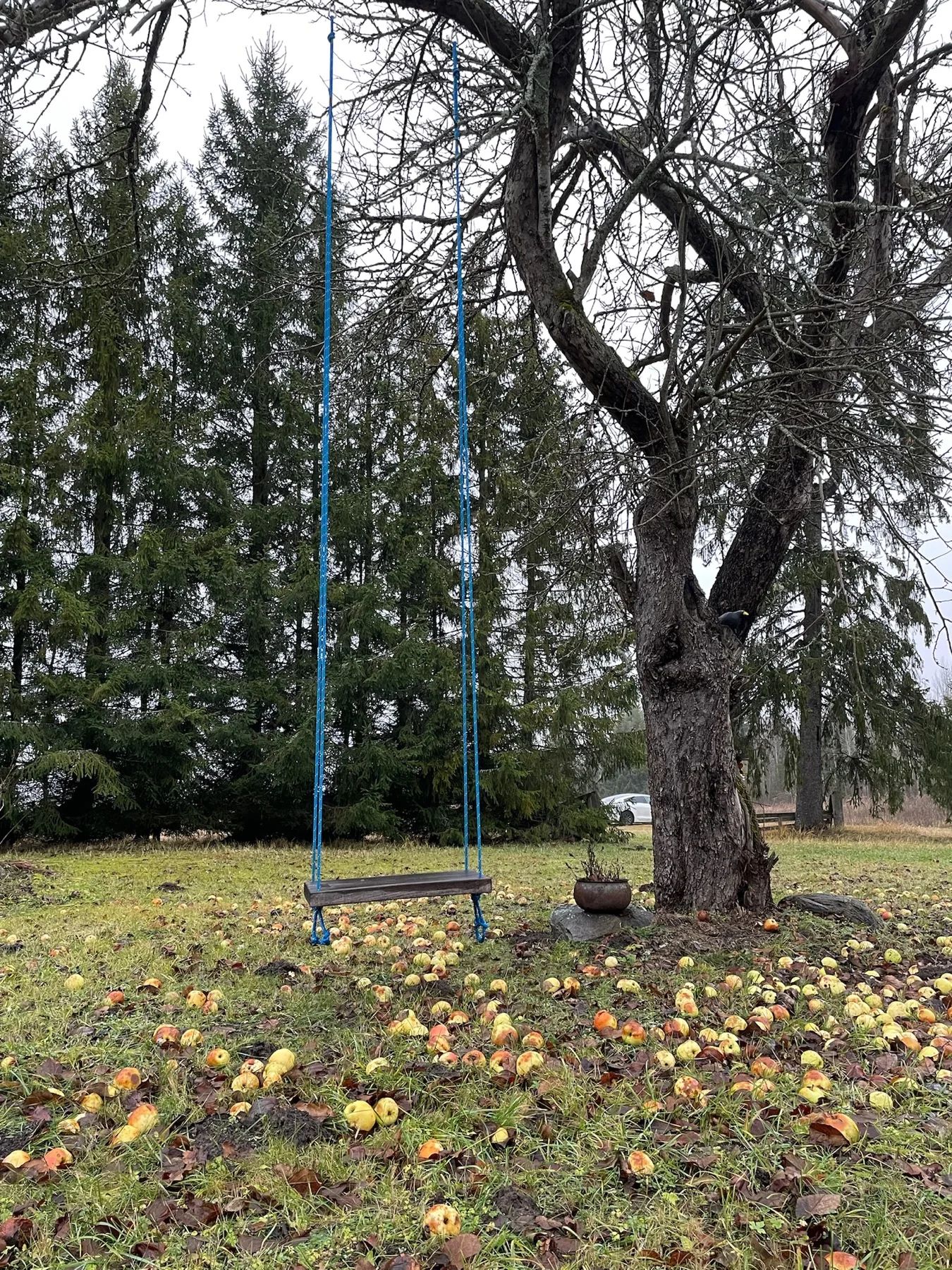 Kiik ja mahalangenud õunad, november 2024
