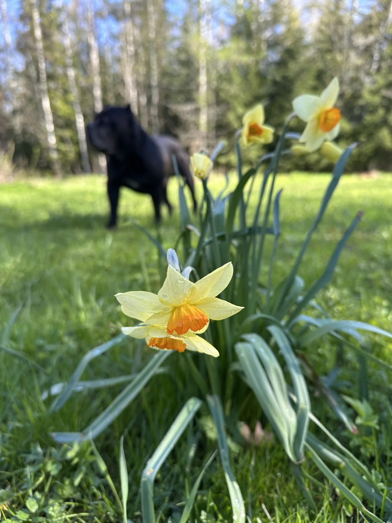 Yellow flowers in grass, with a dog in the background