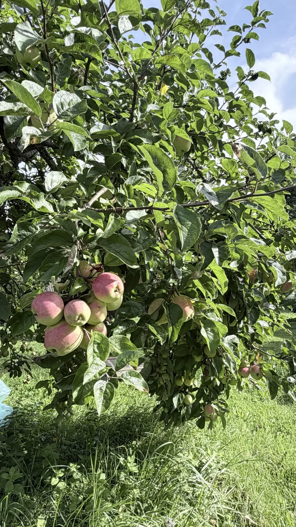 Apples on a branch